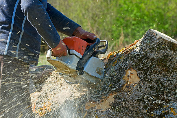 The Steps Involved in Our Tree Care Process in Marked Tree, AR